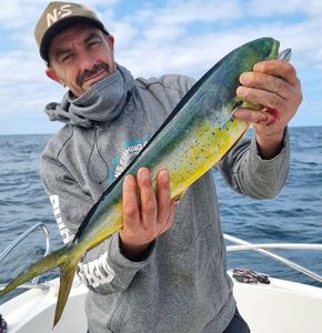 Dolphinfish