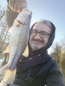 Largemouth Bass