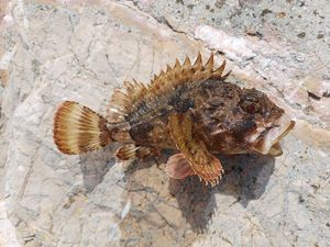 Brown Scorpionfish