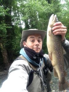 Brown Trout