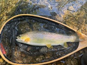 Brown Trout