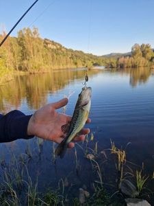 Largemouth Bass
