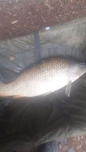 Common Carp