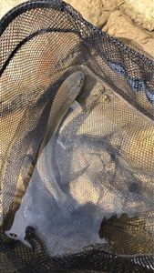 Rainbow Trout