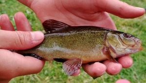Tench