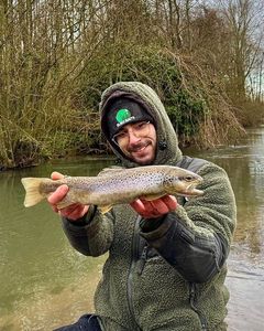 Brown Trout