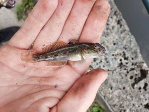 Round Goby