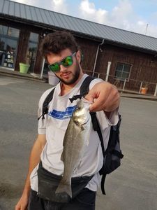 European Bass (Seabass)