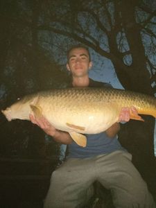 Common Carp