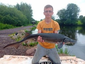 Sturgeon