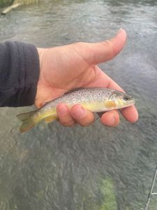 Brown Trout