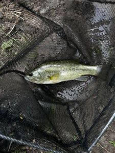 Smallmouth Bass