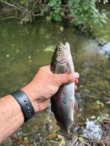 Rainbow Trout