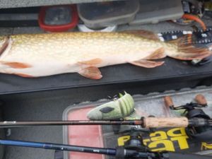 Northern Pike