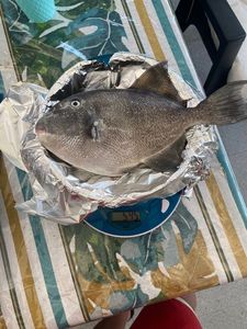 Triggerfish