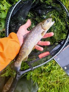 Brown Trout