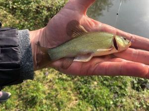 Tench