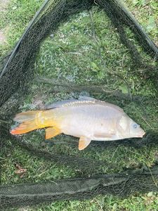 Mirror Carp