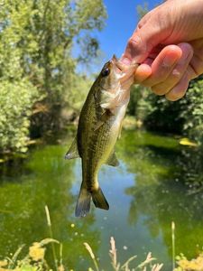 Largemouth Bass