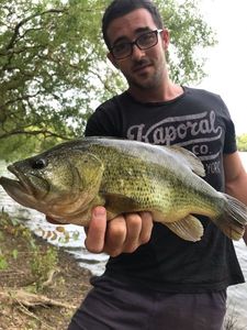Largemouth Bass