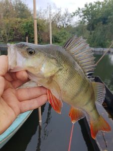 European Perch