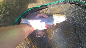 Rainbow Trout