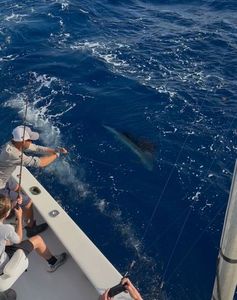 Atlantic Sailfish