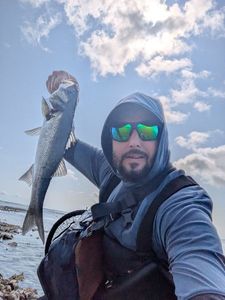 European Bass (Seabass)