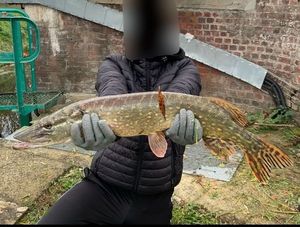 Northern Pike