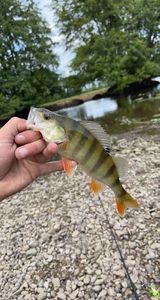 European Perch