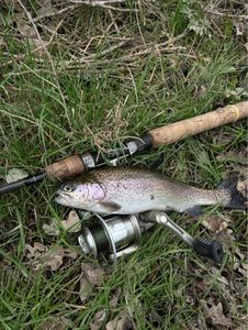 Rainbow Trout