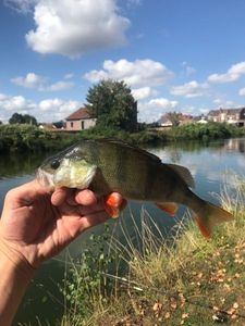 European Perch