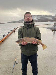 Atlantic Cod (Baltic)