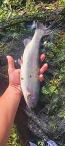 Rainbow Trout