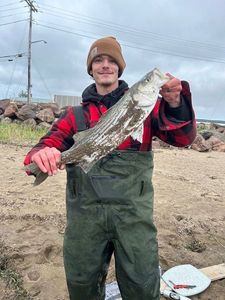 Striped bass