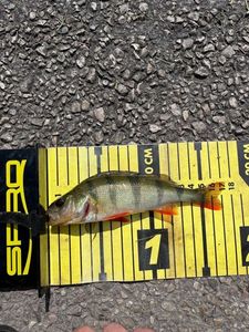 European Perch