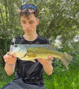 Largemouth Bass