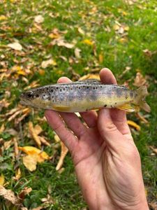 Brown Trout