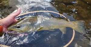 Brown Trout