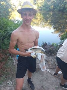 Common Carp