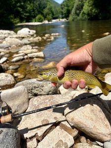 Brown Trout