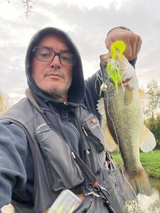 Largemouth Bass