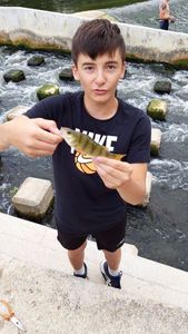 European Perch