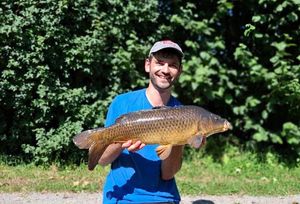 Common Carp