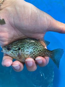 Green Sunfish