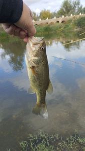 Largemouth Bass