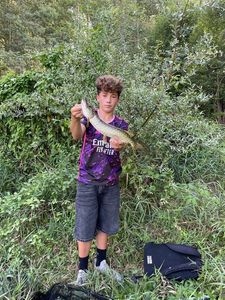 Northern Pike