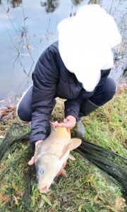 Mirror Carp