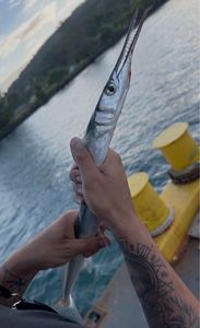 Garfish