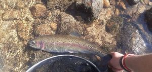Rainbow Trout
